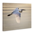 thumbnail image 2 of Stupell Industries Coastal Egret Gliding Aerial View Canvas Art, 20 x 16, by David Lorenz, 2 of 7