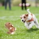 thumbnail image 4 of 1 adorable juguete para dientes de mascotas, molar, peluche interactivo para perros., 4 of 5