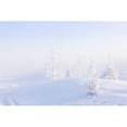 thumbnail image 2 of Snowy birch and evergreen trees in atmospheric landscape during sunrise in winter  North Pole  interior Alaska; Alaska, 2 of 2
