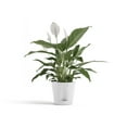 thumbnail image 4 of Ecopots Venice 2 Durable Modern Round Indoor/Outdoor Recycled Based Composite Flower Pot Planter w/ Water Reservoir, Pure White, 8", 4 of 4