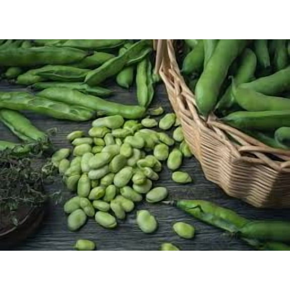 Windsor Fava Bean Seed, 1 Pound of Seeds, Non GMO, Heirloom, Beans used in Soups and Stews. These large, flat beans are renowned for their sweet, nutty flavor and creamy texture.