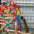 thumbnail image 2 of CNKOO Parrot Chew Toys Safe Bird Hanging Bite Wooden Blocks Cage Fun Toy for Most Birds, 2 of 7