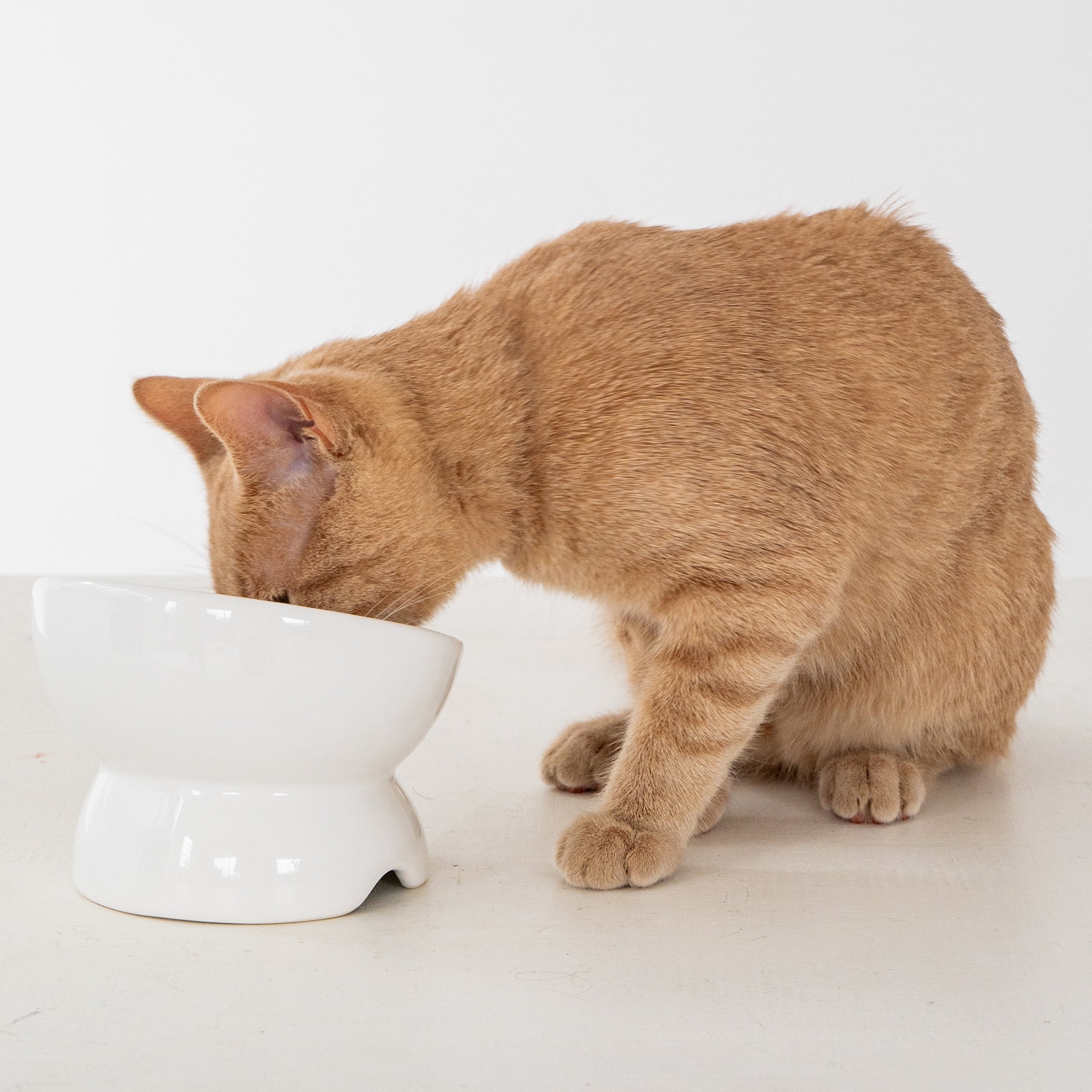 Dexypaws: Elevated Ceramic Bowl For Cats - White - 7oz Capacity, Stylish Pet Safe Feeding Dish, Dishwasher Safe, Food & Water, Ergonomic Height