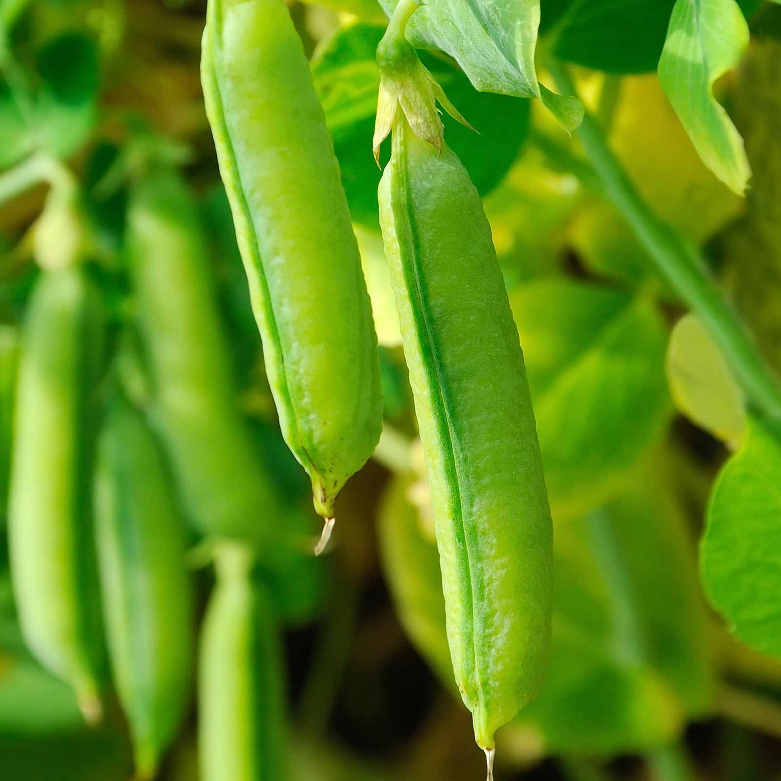 Sugar Snap Pea Garden Seeds (Treated) - 25 Lbs Bulk - Non-GMO, Heirloom ...