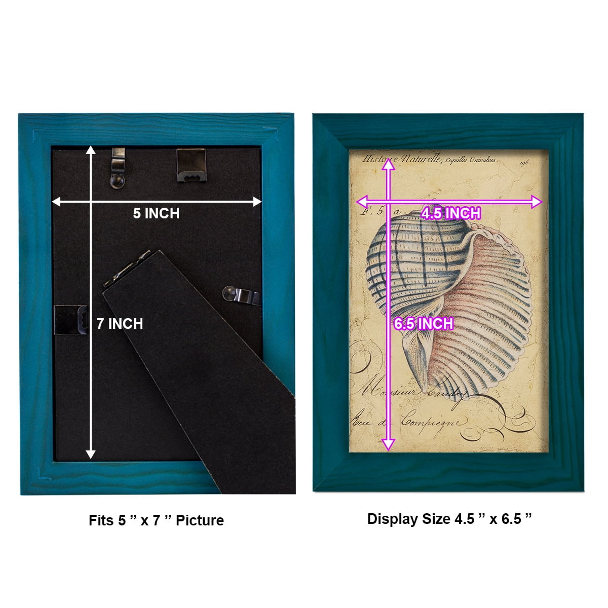 Seashell Ephemera V - Framed Print w/glass - Ocean Blue