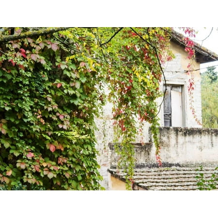 Europe, Italy, Tuscany. Ivy Covered House in the Town of Impruneta Print Wall Art By Julie