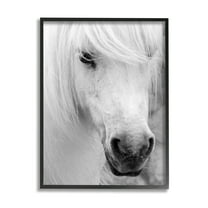 Elegant White Horse Stallion Animals & Insects Photograph Black Framed Art Print Wall Art