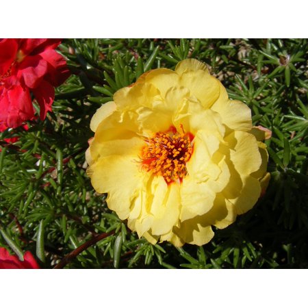 Moss Rose Coupe LAMINATED POSTER Purslane Moss Flowers Grandiflora Portulaca Rose Poster Print 24 x 36 ()