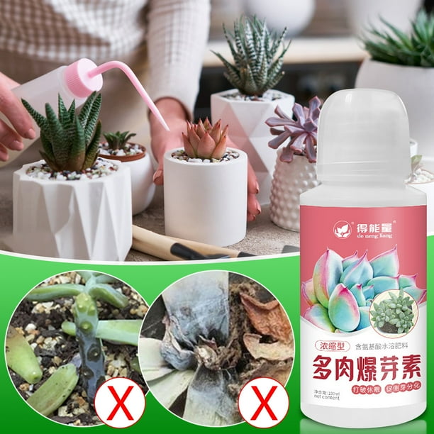 Fertilizante líquido para suculentas (100 ml) para suculentas de exterior. Nutrición y regeneración rápidas. Solución de enraizamiento y dosificación fácil.
