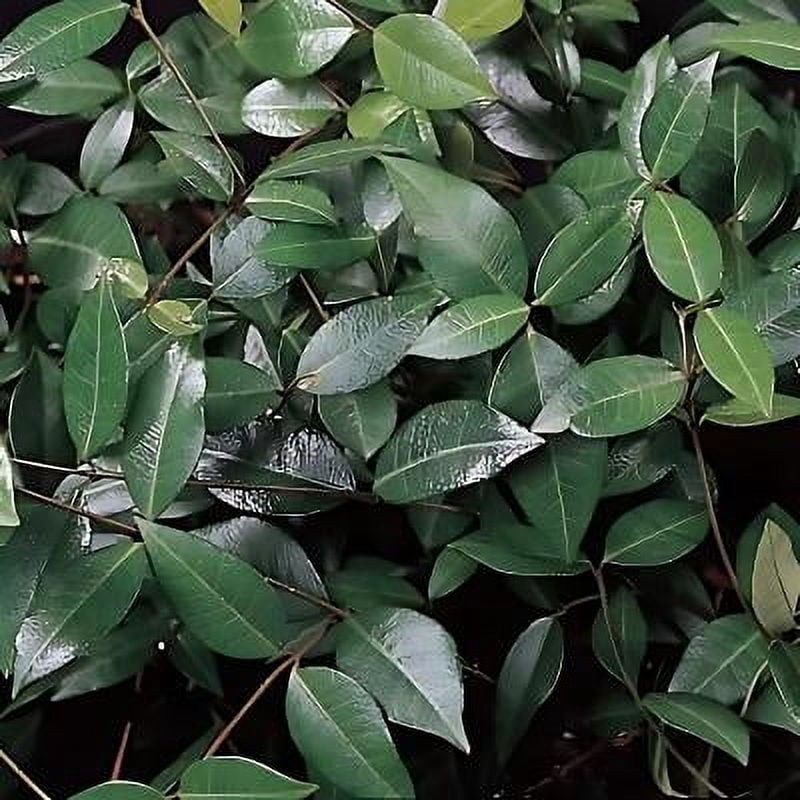 Classy Groundcovers, Asiatic Jasmine, Dwarf Asian Jasmine, Japanese Star Jasmine, Minima Jasmine, Yellow Star Jasmine (25 Pots, 3 1/4 inch square)