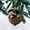 L, variant on Woodland Animal Acorn Ornaments, 2D Acrylic Forest Creature Figurines in Acorn Shells, Rustic Christmas Tree Hanging Decor for Holiday Home (1 Pcs-L)