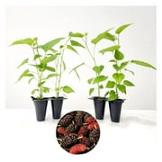"Dwarf Everbearing" Set of 4 Starter Live Plants