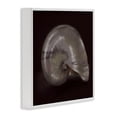 thumbnail image 2 of Seashell Treasure of Sea White Framed Giclee Art, 17 x 17, Made In USA, 2 of 7