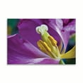 thumbnail image 2 of Gango Home Decor Purple Tulip II by Lee Peterson (Printed on Paper); One 36x24in Fine Art Paper Giclee Print, 2 of 4