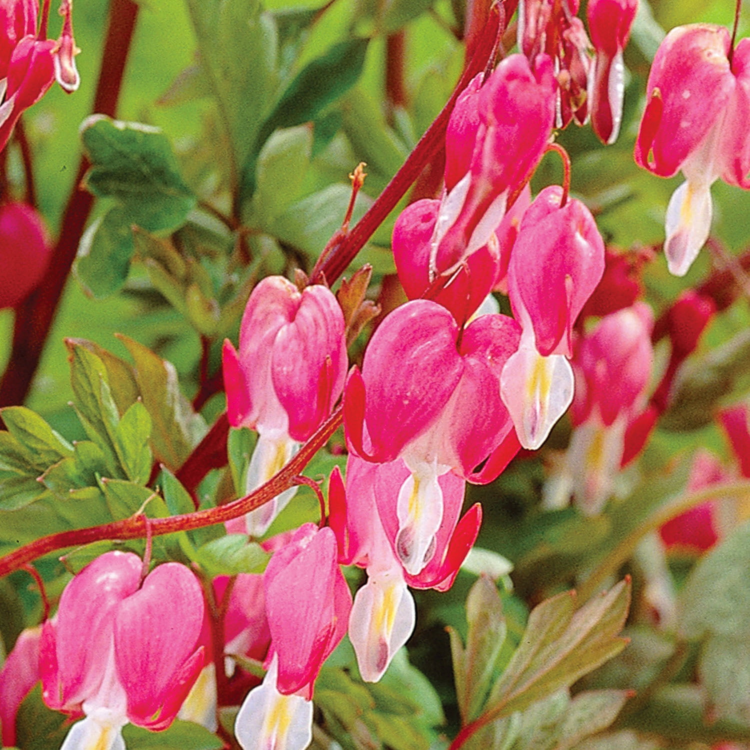 Expert Gardener Bleeding Heart Pink Dormant Bare Root in Partial Sun Perennial Plant