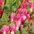 thumbnail image 4 of Expert Gardener Bleeding Heart Pink Dormant Bare Root in Partial Sun Perennial Plant, 4 of 8