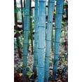 thumbnail image 3 of Blue Bamboo - Phyllostachys nigra 'Henon' - 4" Pot, 3 of 4