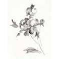 thumbnail image 2 of Wild Apple Portfolio 25x32 Black Ornate Wood Framed with Double Matting Museum Art Print Titled - Peony Blossoms Gray Crop, 2 of 4