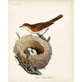 thumbnail image 3 of Latham, John 12x14 Black Modern Framed Museum Art Print Titled - Lesser White-Throat and Nest, 3 of 5