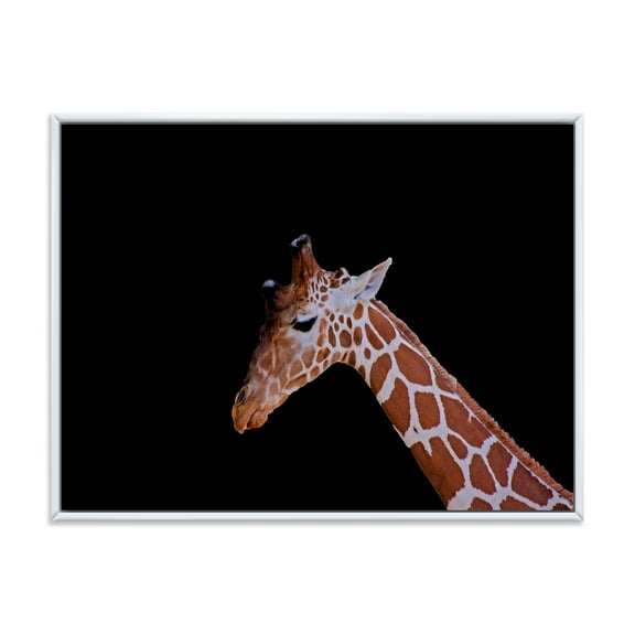 Designart 'Portrait of A Giraffe On Black Background I' Farmhouse Framed Canvas Wall Art Print