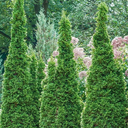 1 Gal. Pot, Degroot Spire Upright Arborvitae Evergreen Starter Hedge Kit, 3 Plants per offer