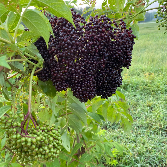 Elderberry Live Plants, Sweet Fruit Bearing Shrub, from 8 to 10 Inches Tall Quart Pot for Planting