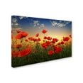 thumbnail image 2 of Trademark Fine Art 'Poppies' Canvas Art by Albena Markova, 2 of 3