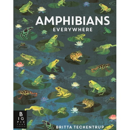 Animals Everywhere Amphibians Everywhere, (Hardcover)