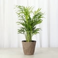 thumbnail image 3 of Live Parlor Palm Plant - Pet Safe - 4" Decorative Pot Cover - Thorsen's Greenhouse, 3 of 5