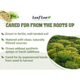 thumbnail image 4 of LeafLea 40 Fennel Tea Bags, 100% Natural & Pure Fennel Seed Tea, Te De Hinojo, Mild Sweet Finish, Caffeine-Free, Sugar-Free, 4 of 18