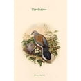 thumbnail image 1 of Turtur Auritus - Turtledove-Fine Art Canvas Print (20" x 30"), 1 of 1