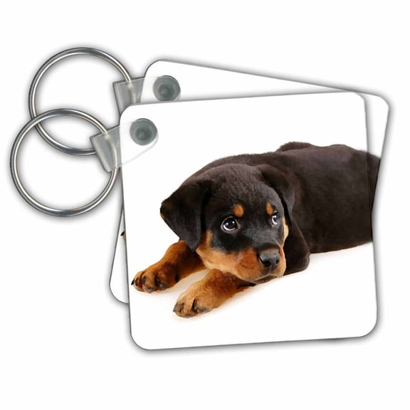 3dRose, Rottweiler puppy, set of 2 Key Chains