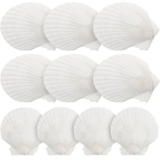 Set of 6 Real Baking Scallop Shells (3 1/2-3 7/8) for Cooking, Baking,  Serving Food Beach Crafts and Coastal Decor