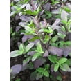 thumbnail image 3 of TomorrowSeeds - Red Leaf Holy Basil Seeds - 3000+ Count - For 2026 Planting Ocimum Sanctum, 3 of 11