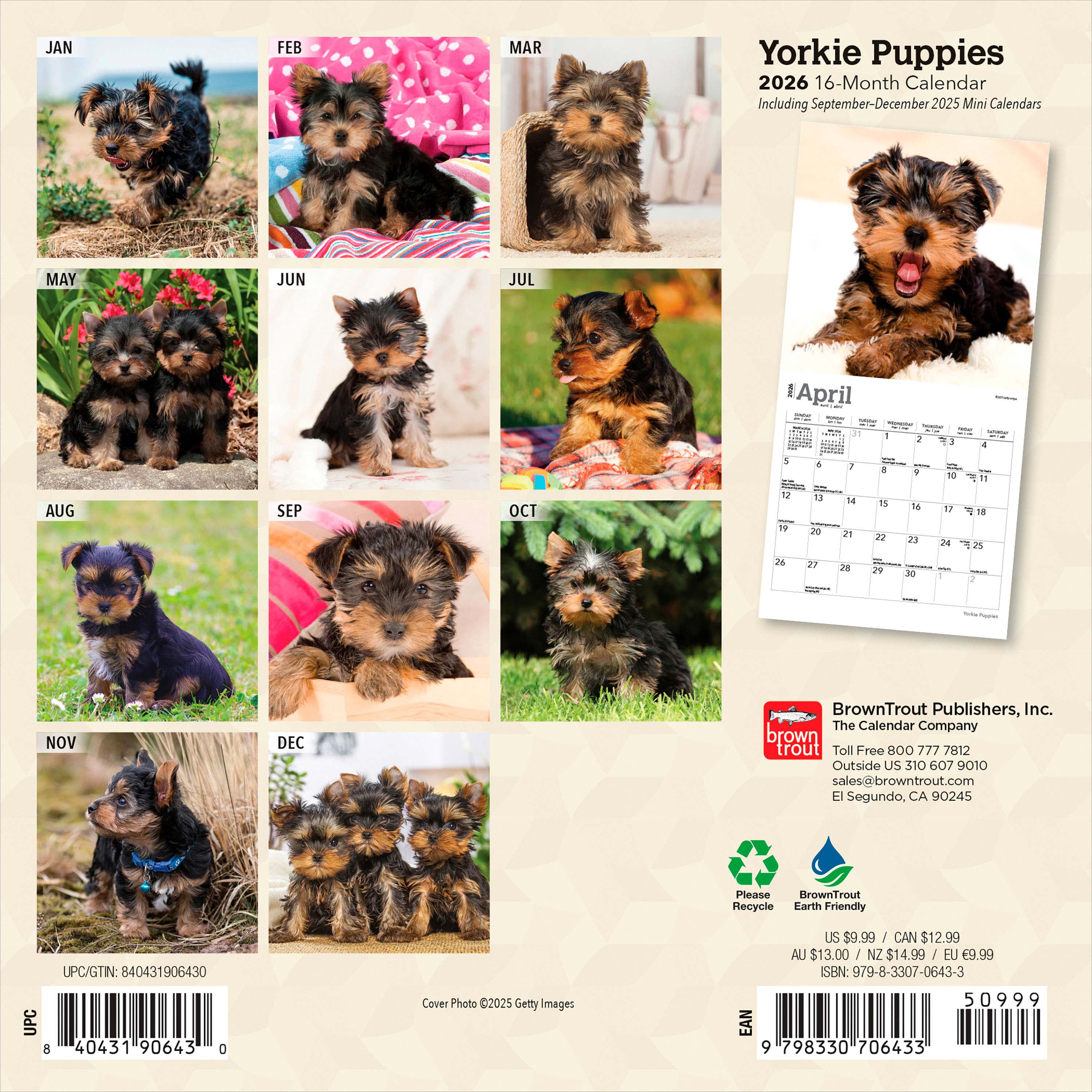 Yorkshire Terrier Puppies 2026 Mini 7x7