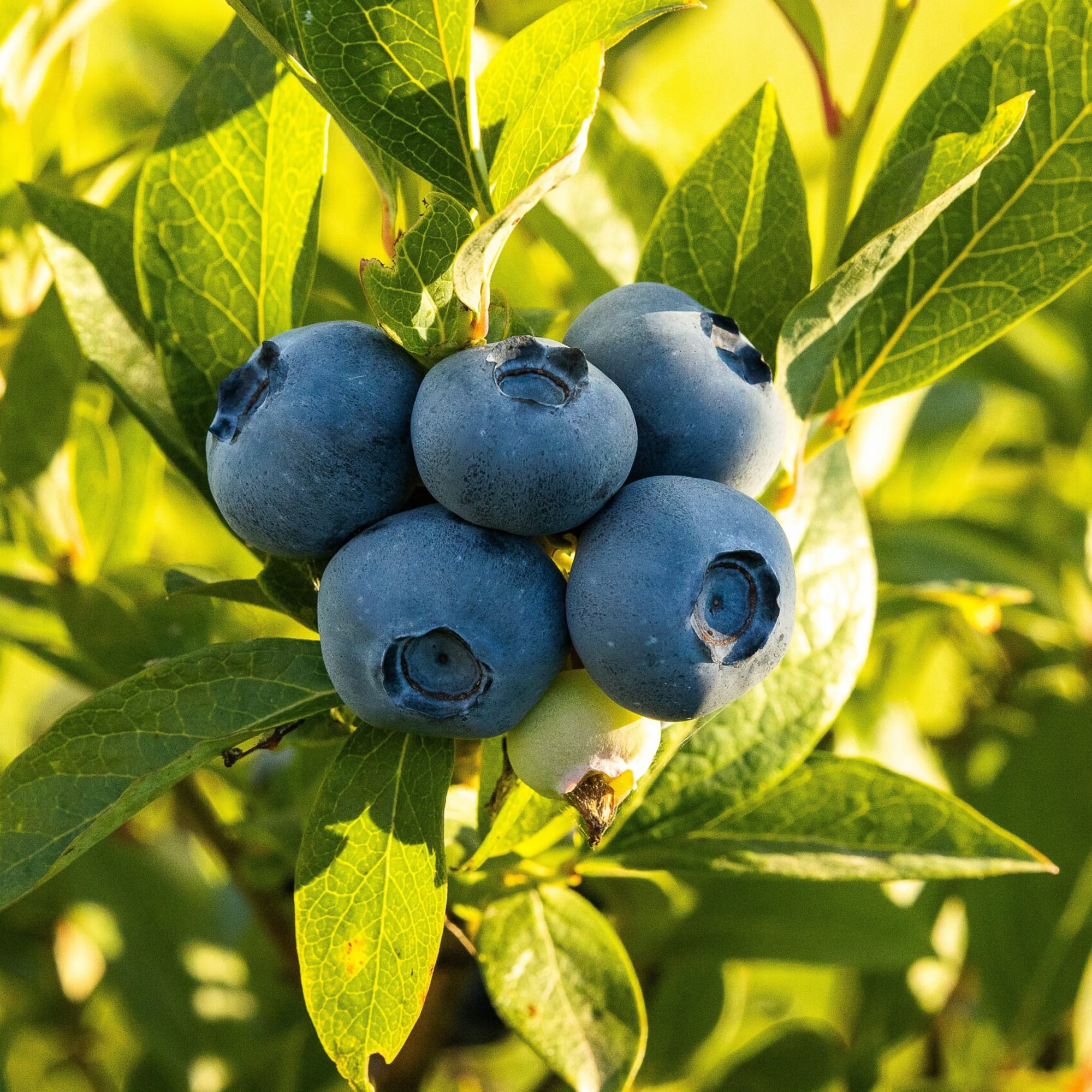 Expert Gardener Blueberry O'Neal Live Shrub (2.25 Gallon)