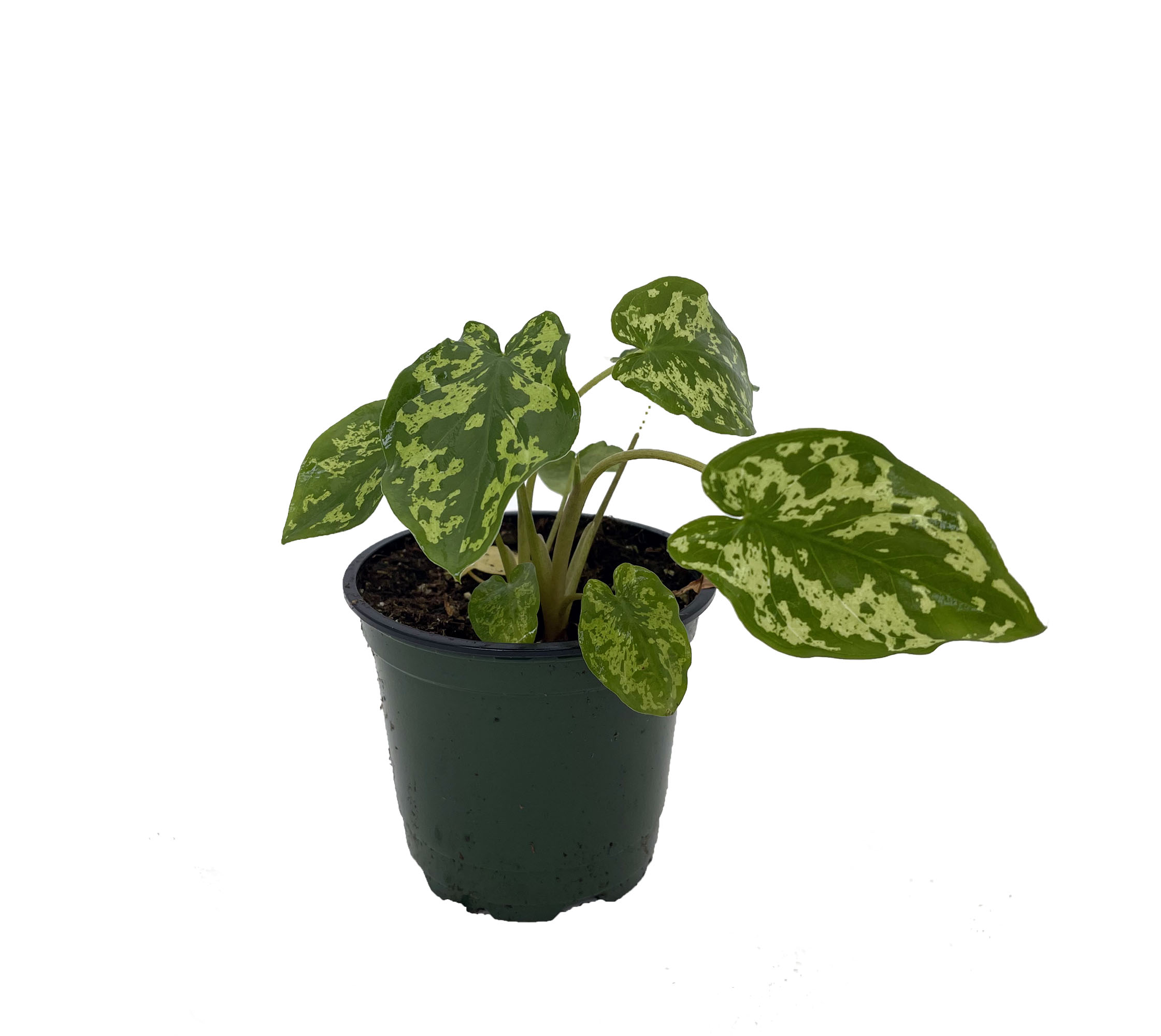 Hilo Beauty Elephant Ear Plant Alocasia 4" Pot