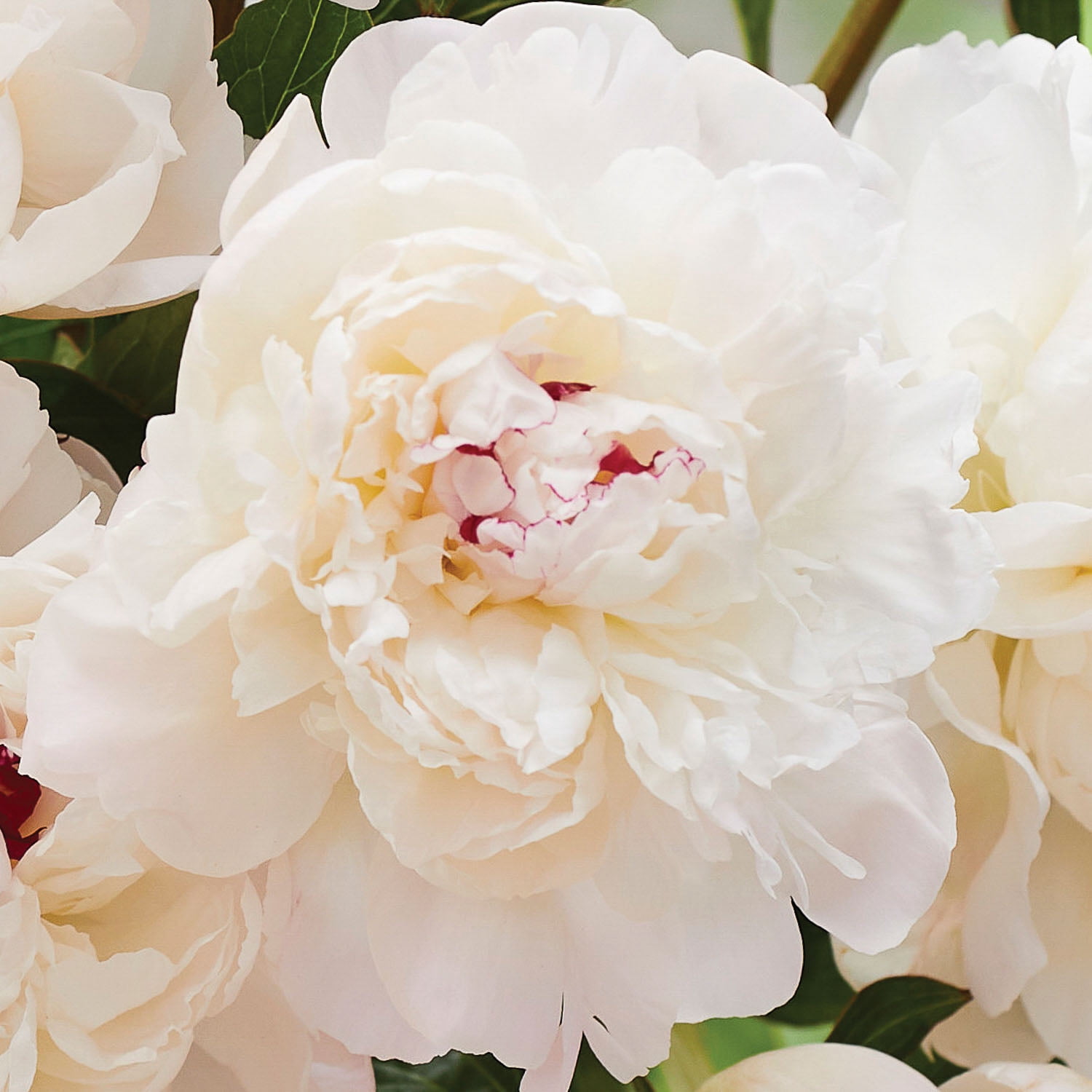 Van Zyverden Peony Festiva Maxima, White Perennial Bloom, Partial