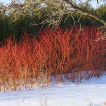 Brighter Blooms - Red Twig Dogwood Shrub, 1 Quart - No Shipping to AK, AZ, FL, HI