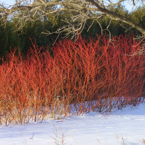 Brighter Blooms - Red Twig Dogwood Shrub, 1 Quart - No Shipping to AK, AZ, FL, HI