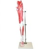 Walter Products Muscles of Human Leg Model, 13 Parts