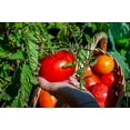 thumbnail image 2 of Earthcare Seeds - Tomato Big Beef 25 Seeds - Indeterminate Beefsteak (Solanum Lycopersicum) Heirloom - Open Pollinated, 2 of 7