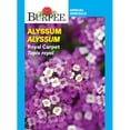 thumbnail image 1 of Burpee Tapis Royal Alyssum, 1 of 5