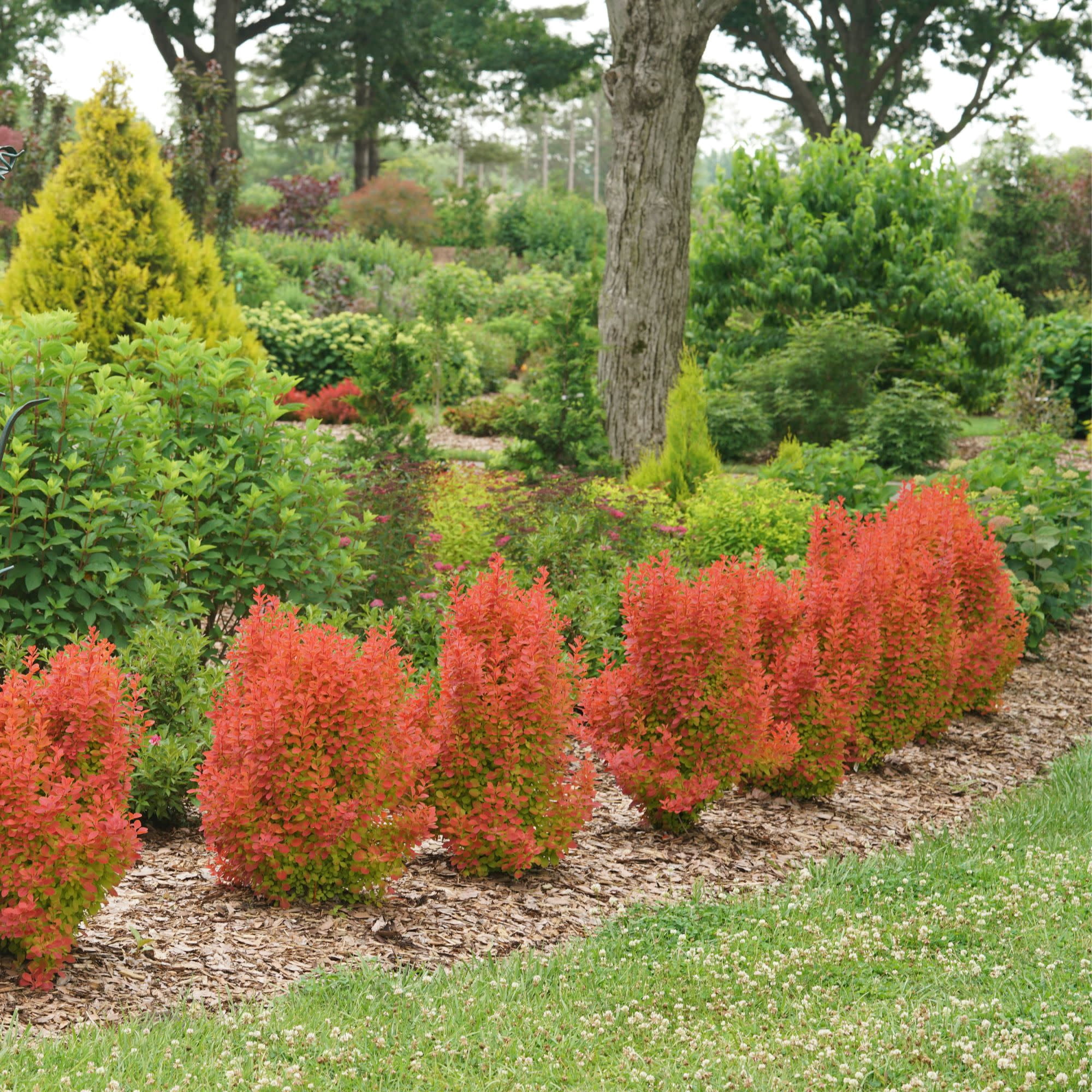 Proven Winners ColorChoice 5" Orange Sunjoy Orange Pillar Barberry Live Plant in 4.5" Pot (4 Count)