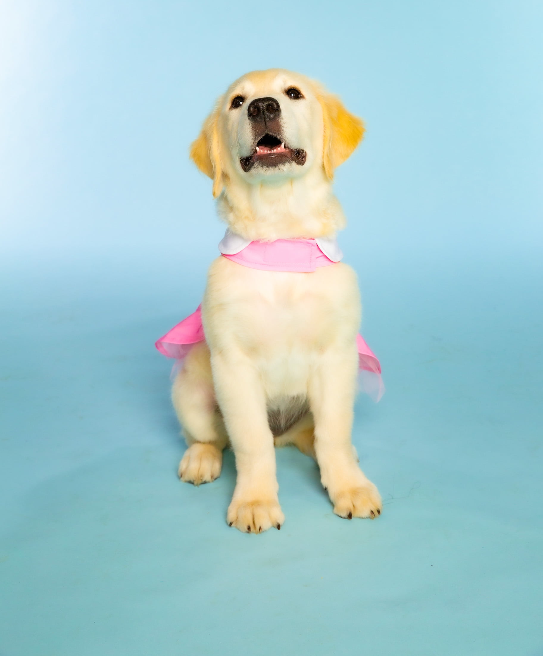 Doggy Parton, Dog Clothes, Cowgirl Collared Dog or Cat Dress, Pink, XS