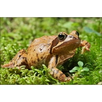 24"x36" Gallery Poster, The Common Frog (Rana temporaria) can be found throughout much of Europe