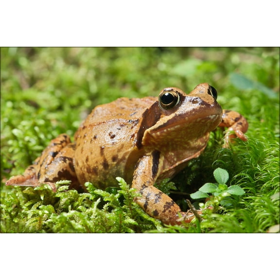 24"x36" Gallery Poster, The Common Frog (Rana temporaria) can be found throughout much of Europe