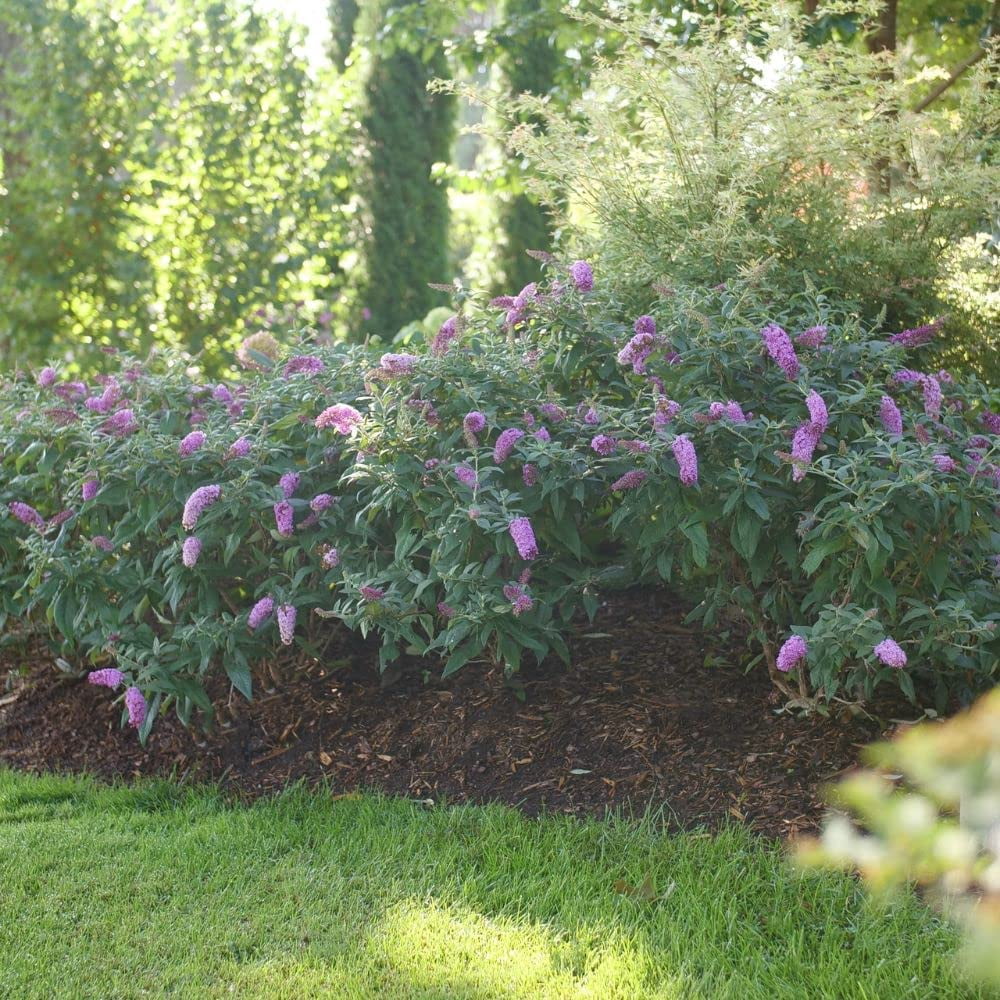 Proven Winners ColorChoice Pugster Pinker Buddleia Live Shrub (2 Gallon)