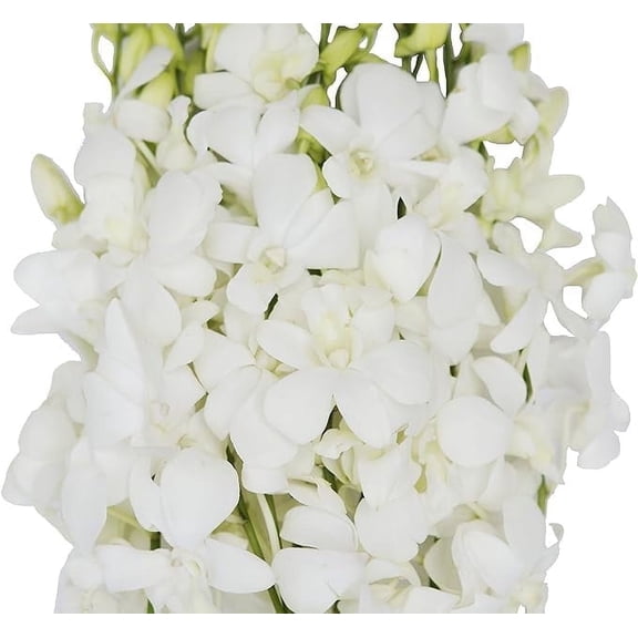 KaBloom : 30 White Orchids, Next-Day Delivery, Gift for Every Occasion.