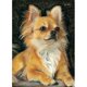 thumbnail image 3 of Cuadros Decorativos Chihuahua punto de cruz completo 11CT hilo de algodón DIY impreso bordado Kits (4) Ehuebsd embutido en tela, 3 of 9
